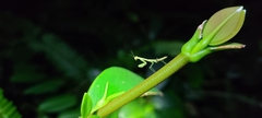 Callimantis antillarum