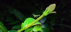 Callimantis antillarum