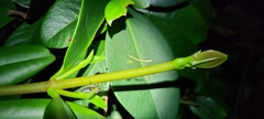 Callimantis antillarum