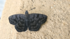 Pellicia