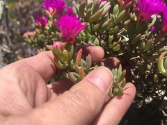 Lampranthus vernalis