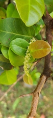 Coccoloba microstachya