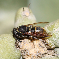 Pachodynerus guadulpensis