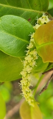 Coccoloba microstachya
