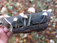 Mycena arcangeliana