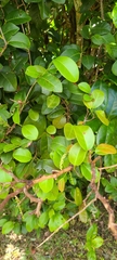 Coccoloba microstachya