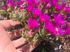 Lampranthus vernalis