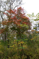 Acer mandshuricum