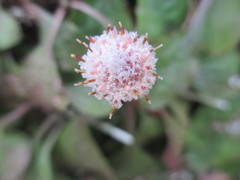 Antennaria solitaria