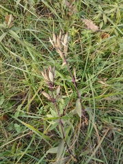 Saponaria officinalis