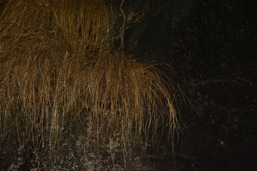 Image of Tripogon Lisboae (Tripogon lisboae) by no rights reserved