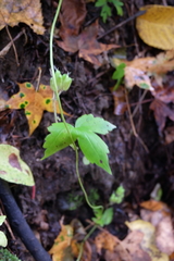 Aconitum alboviolaceum