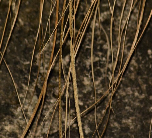 Image of Tripogon Lisboae (Tripogon lisboae) by no rights reserved