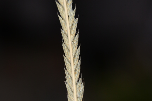 Image of Tripogon Lisboae (Tripogon lisboae) by no rights reserved