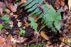 Aconitum alboviolaceum