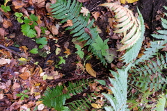 Aconitum alboviolaceum