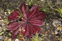 Drosera rosulata