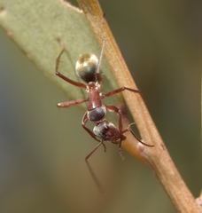 Camponotus wiederkehri