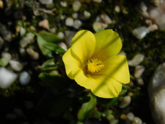 Moraea fugacissima