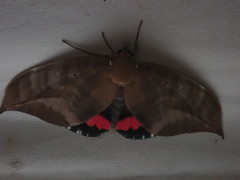 Phyllodes imperialis smithersi