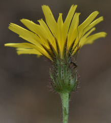 Picris angustifolia