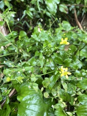 Ranunculus silerifolius