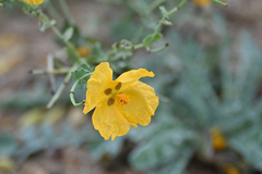 Glaucium flavum