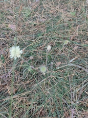 Scabiosa ochroleuca