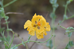 Glaucium flavum