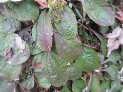 Antennaria solitaria