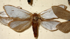 Hepialus humuli