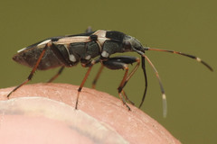Raglius confusus
