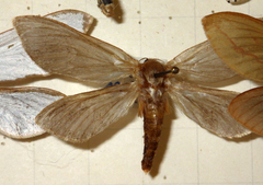 Hepialus humuli