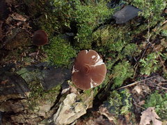Pluteus podospileus