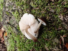 Pluteus podospileus