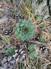 Aeonium × barbatum
