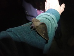 Phyllodes imperialis smithersi
