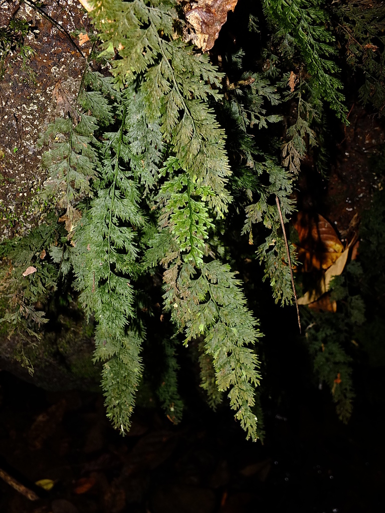 Vandenboschia radicans