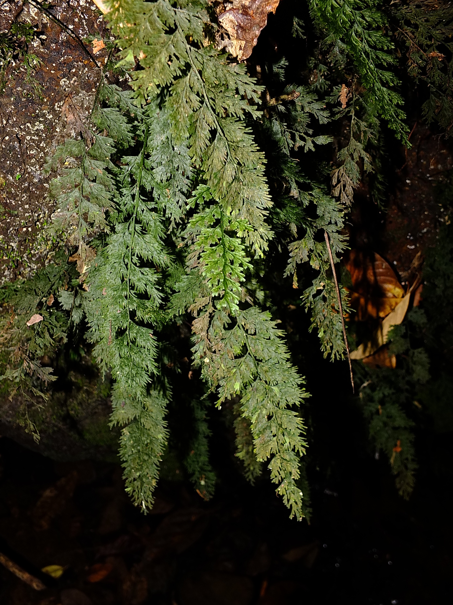Vandenboschia radicans