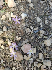 Colchicum filifolium