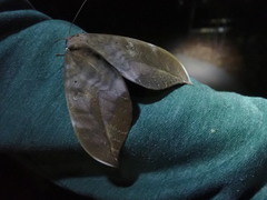 Phyllodes imperialis smithersi