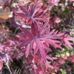 Geranium sanguineum