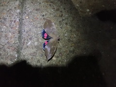 Phyllodes imperialis smithersi