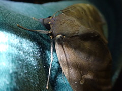 Phyllodes imperialis smithersi