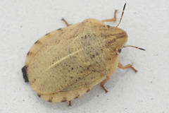 Eurygaster dilaticollis