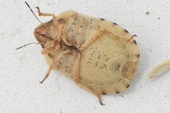 Eurygaster dilaticollis