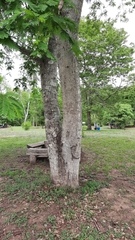 Anadenanthera colubrina cebil