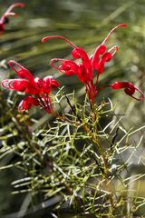 Grevillea wilsonii