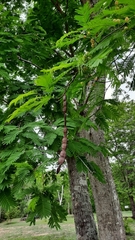 Anadenanthera colubrina cebil