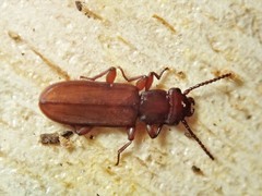 Platisus angusticollis